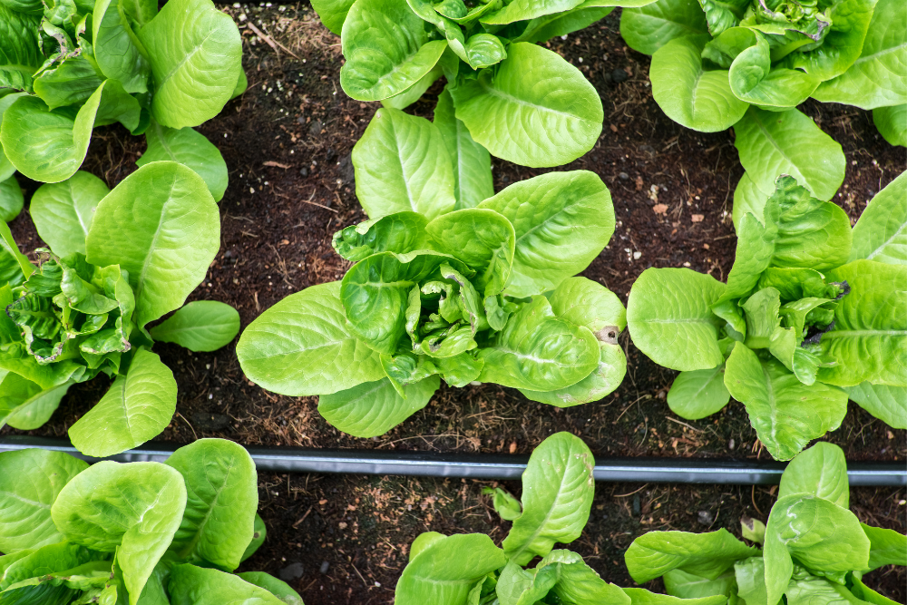 มารู้จักผักกรีนคอส (Cos Lettuce) พระเอกของซีซาร์สลัดกัน - Feature Image